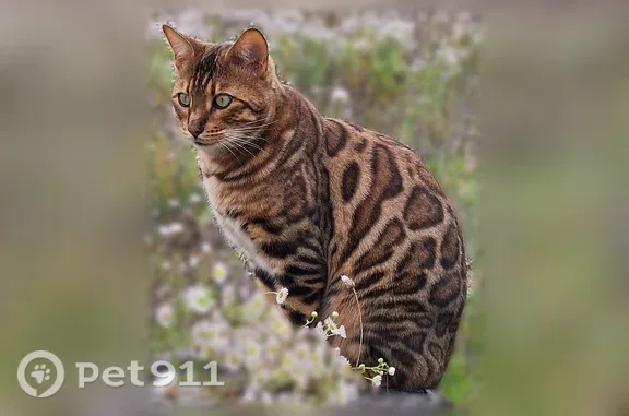 Кошки потеряшки, Юца, фото: Потеряшка кошка, Село Юца, Новая, Юца — бенгальский кот, кастрирован