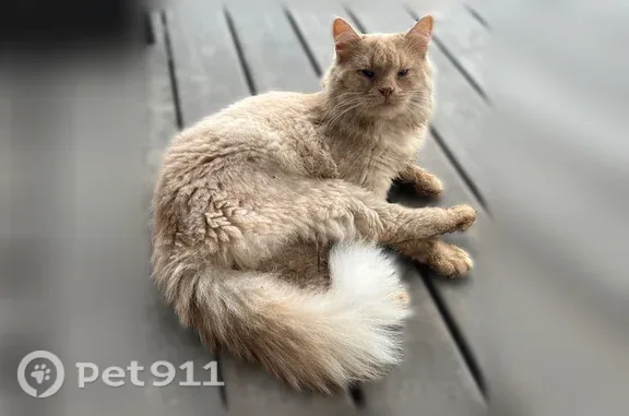 Найдена кошка, Велегож, фото: Найдена кошка, Село Велегож, Велегож — рыжий кот в ошейнике от блох