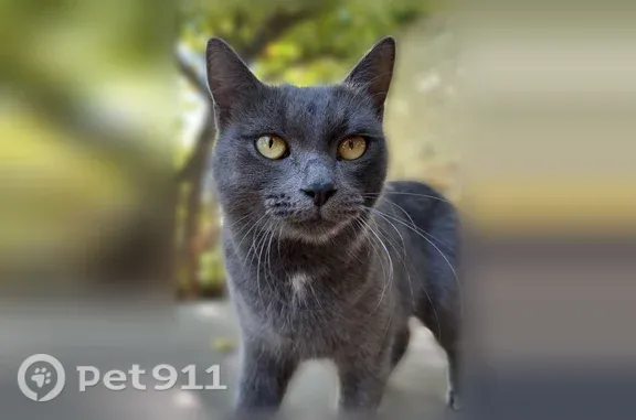 Найдена кошка, Тамбов, фото: Найдена кошка, Никифоровская, Тамбов — ласковая, домашняя