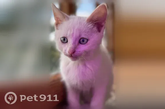 Кошка ищет дом, Пенза — котята...