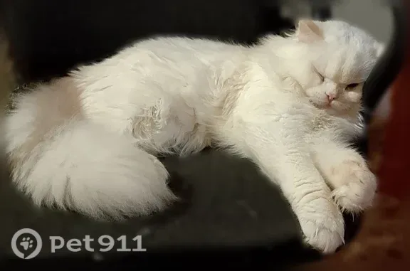 Пропала кошка, Северск — белый пушистый кот - photo