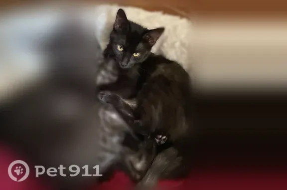 Кошка ищет дом, Поселок Ставро...