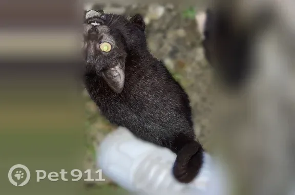 Кошка ищет дом, Пенза — котята...