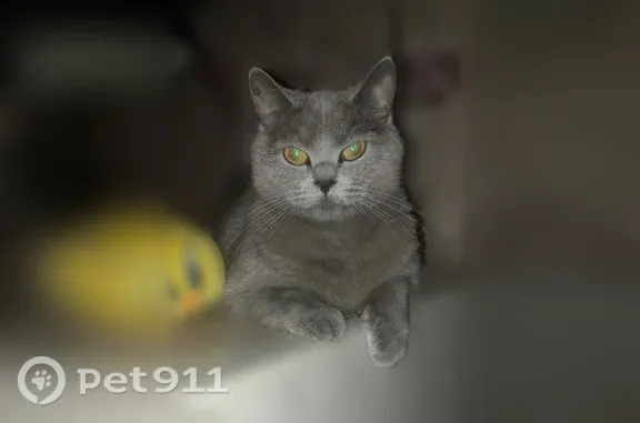 Пропала кошка, Калининград — британка - photo