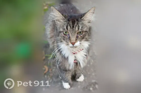 Кошка ищет дом, Кострома — бол...
