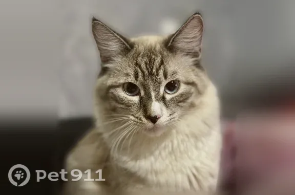 Пропала кошка, Пушкина, д. 47, Иваново — пепельный окрас - photo