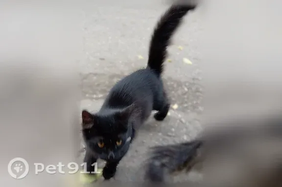 Кошка ищет дом, Кострома — чёр...