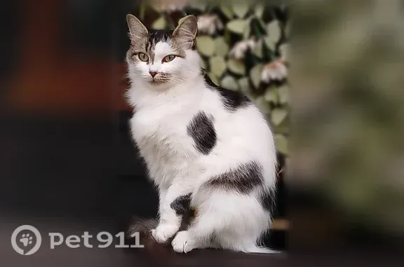 Кошка ищет дом, Омск — ласкова...