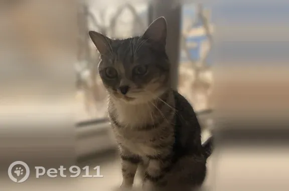 Пропала кошка, Белгород, Садовая, д. 26, Белгород — подстрижена, пушистые голова, лапки и хвост - photo
