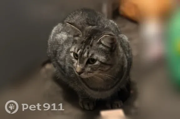 Найдена кошка, 9 Мая, д. 69, 2 подъезд, Красноярск — очень пугливая - photo