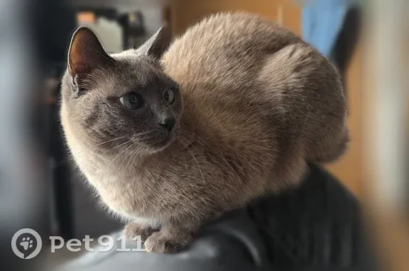 Пропала кошка, Ленина, д. 36, Орехово-Зуево — пугливая тайская кошка - photo