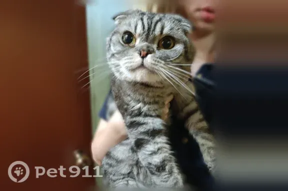 Найдена кошка, Тольятти, фото: Найдена кошка, Степана Разина, д. 4а, Тольятти — серая шотландская вислоухая