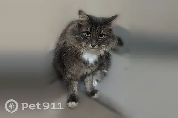 Найдена кошка, Кострома, фото: Найдена кошка, Кострома, Свердлова — зелёный ошейник