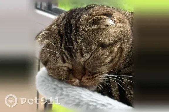 Пропала кошка, Поселок Бобровский, д. Донская, Бобровский — шотландская вислоухая - photo