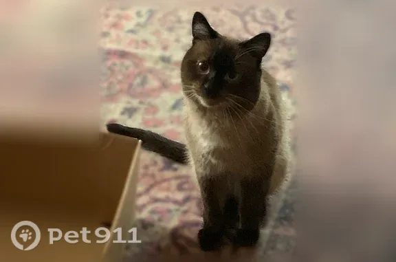 Пропала кошка, Свободы, д. 37, Красноуфимск — котик с белым пятном на грудке - photo