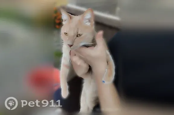 Найдена кошка, Великий Новгород, фото: Найдена кошка, Великий Новгород — персиковая и ласковая