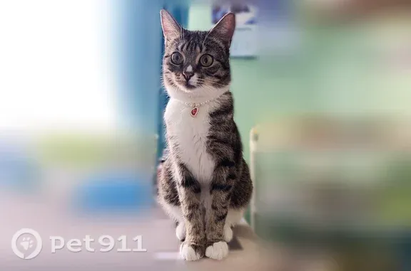 Кошки потеряшки, Щёлково, фото: Потеряшка кошка, Щёлково, Парковая, д. 11а — пугливая, с надломленным кончиком хвоста