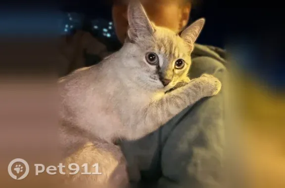 Найдена кошка, Волгоград, фото: Найдена кошка, Район Краснооктябрьский (г Волгоград), им. Нестерова, д. 16, Волгоград — светлая, домашняя