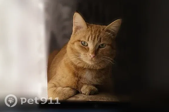 Пропала кошка, Перевалочная, д. 3, Мариинск — кот Барсик с чёрным ошейником - photo