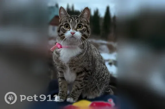 Пропала кошка, Свердловская, Новокузнецк — белые лапки и кончик хвоста - photo