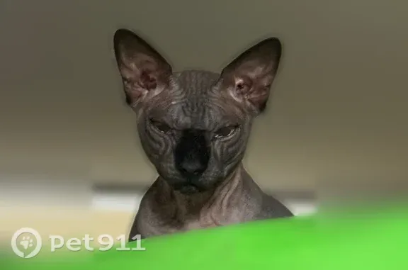 Кошки потеряшки, Тольятти, фото: Потеряшка кошка, Тольятти — канадский сфинкс, черно-серый окрас