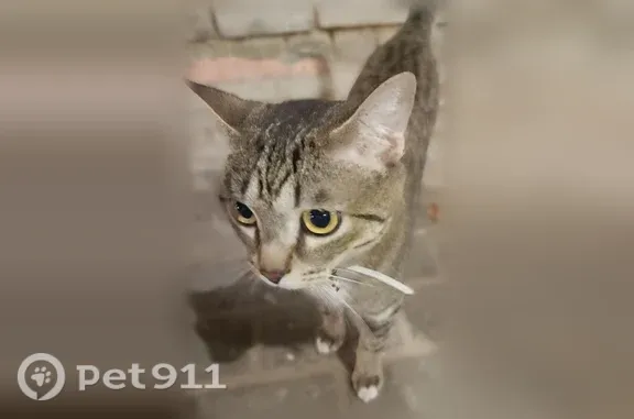 Найдена кошка, Тверь, фото: Найдена кошка, Тверь, Волжский (Центральный р-н), Тверь — маленькая, полосатая