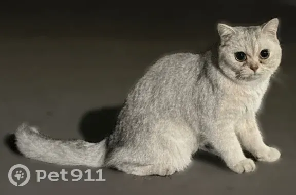 Найдена кошка, Белгород, фото: Найдена кошка, Белгород, Б.Хмельницкого, д. 58 1, Белгород — ласковая домашняя, большие глаза