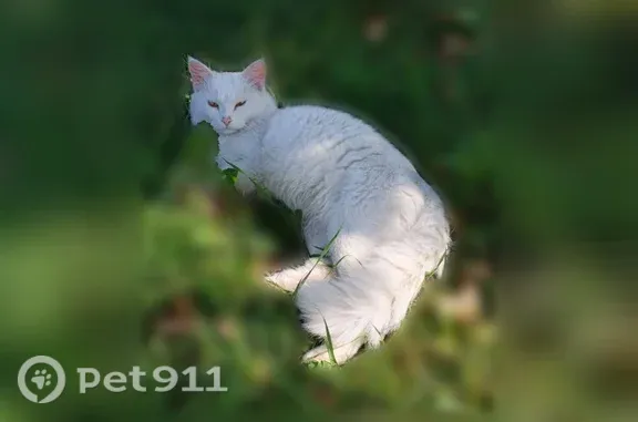 Найдена кошка, Магнитогорск, фото: Найдена кошка, Маяковского, д. 40, Магнитогорск — кот с жёлтыми глазами