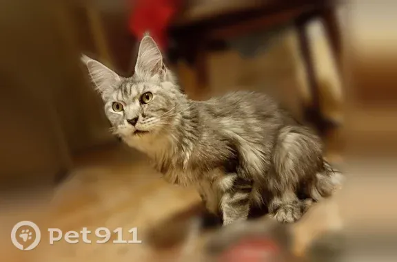 Найдена кошка, Москва, фото: Найдена кошка Мальчик, Москва (rf1259743)