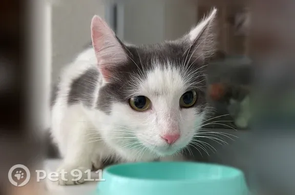 Найдена кошка, Екатеринбург, фото: Найдена кошка, Район Чкаловский (г Екатеринбург), Алтайская, Екатеринбург — домашняя, белая с тёмными пятнами