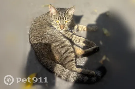 Найдена кошка, Череповец, фото: Найдена кошка, Чкалова, Череповец — пятнистого окраса