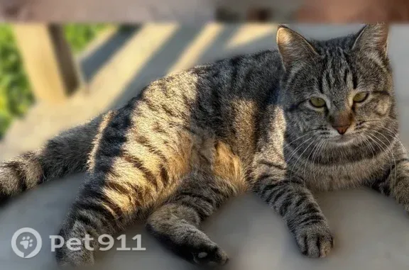 Пропала кошка, Луначарского, д. 203, Славгород — полосатая табби с зелёно-жёлтыми глазами - photo