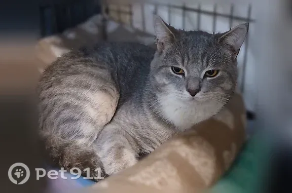 Найдена кошка, Новокузнецк, фото: Найдена кошка, Спартака, д. 14, Новокузнецк — молодой серый котик с белой грудкой