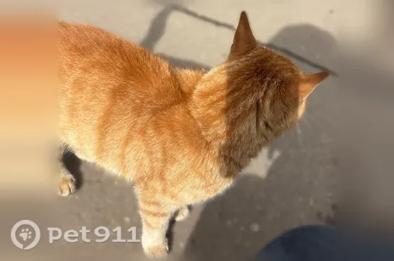 Найдена кошка, Солнечногорск, фото: Найдена кошка Мальчик, Солнечногорск (rf1259799)