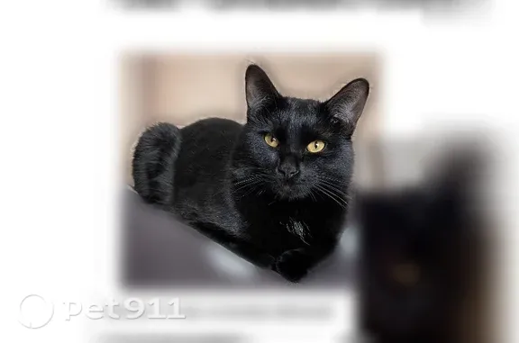 Пропала кошка, Безенгийская, д. 45, Нальчик — чёрная, с золотистым ошейником - photo