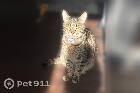 Пропала кошка, Школьная, д. 8, Малоярославец — серо-чёрный окрас - photo