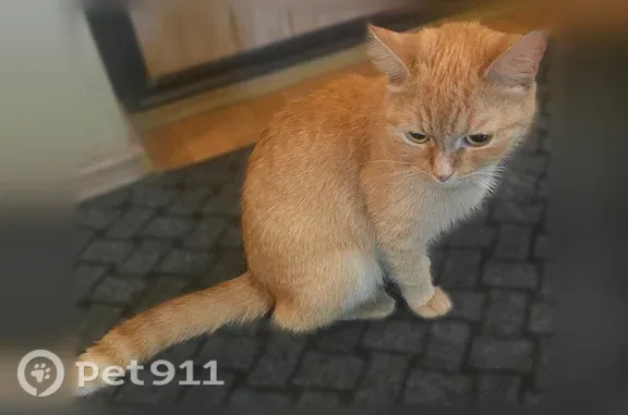 Найдена кошка, Подольск, фото: Найдена кошка, Чернышевского, д. 1а/37, Подольск — рыжий окрас, пятнышки на носе