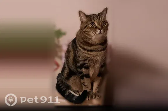Пропала кошка, территория СНТ Лесная поляна, Лесная Поляна — крупный кот, 12 лет - photo