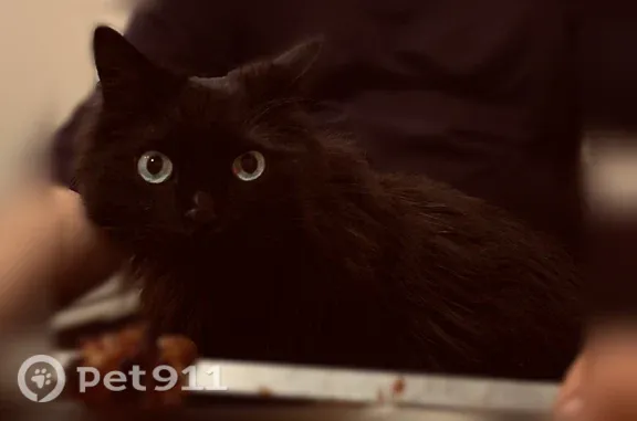 Пропала кошка, Воронеж, Молдавская, Воронеж — пушистая - photo