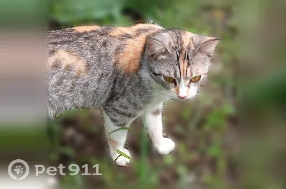 Пропала кошка, Шовгенова, Майкоп — мелкого роста, гуляла по Тульской - photo