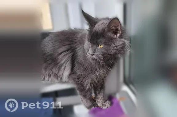 Найдена кошка, Усолье-Сибирское, фото: Найдена кошка, Толбухина, д. 56, Усолье-Сибирское — серый пушистый мейн-кун