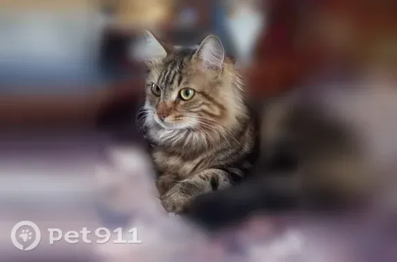 Найдена кошка, Архангельск, фото: Найдена кошка, СНТ Ягодник, Архангельск — кот в синей шлейке
