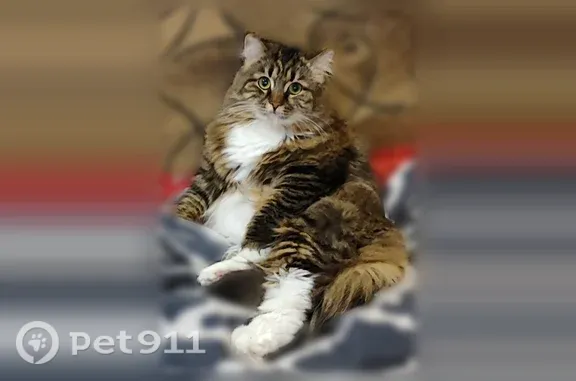 Пропала кошка, Рабочая, д. 38, Ивантеевка — откликается на имя Муся - photo