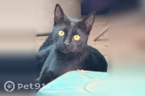 Пропала кошка, 2-я Советская, Таганрог — 1 год, кастрирована - photo