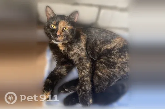 Пропала кошка, Район Приокский (г Нижний Новгород), Спасский, д. 2, Нижний Новгород — черепаховая, потеряла ошейник - photo