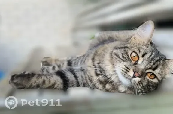 Пропала кошка, Привольная, Ставрополь — пушистая, серо-чёрная - photo