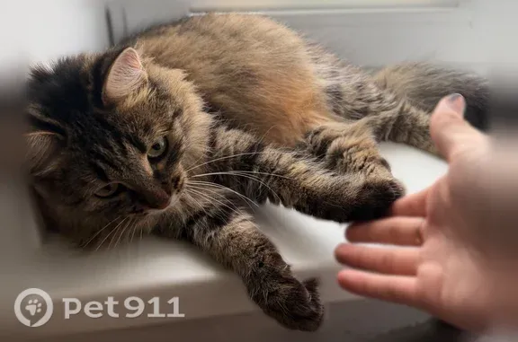 Найдена кошка, Рябинина, д. 8, Йошкар-Ола — сибирская, около 1 года - photo