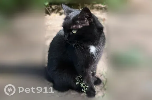 Найдена кошка, Волгоград, фото: Найдена кошка, Район Тракторозаводский (г Волгоград), им. академика Богомольца, д. 1, Волгоград