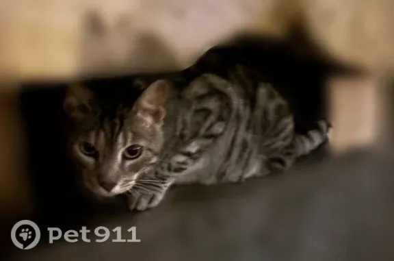 Найдена кошка, Композиторов, д. 24 2, Санкт-Петербург — очень ласковая, домашняя - photo