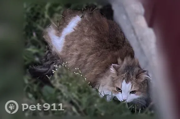 Найдена кошка, Сызрань, фото: Найдена кошка, Сызрань, Самойлова, Сызрань — много мяучет, просится в дом